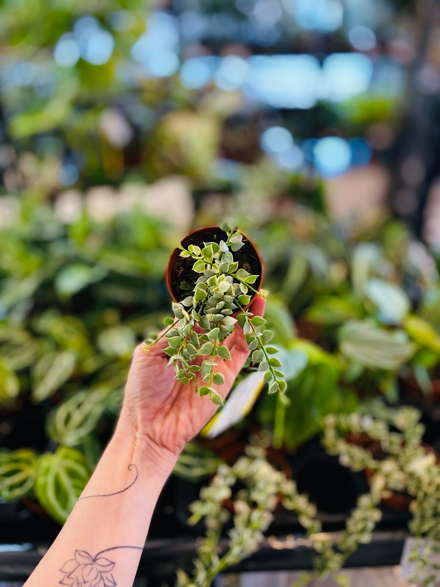 Dischidia Nummeraria Ruscofolia Variegata med små, varierte blader i grønne og kremfargede nyanser, gir et sjarmerende preg.