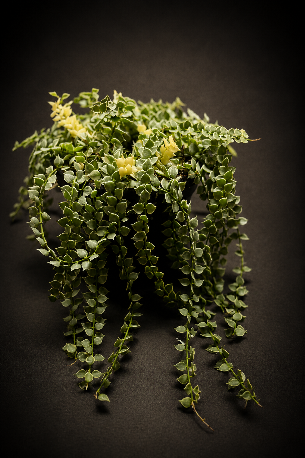 Dischidia Nummeraria Ruscofolia Variegata