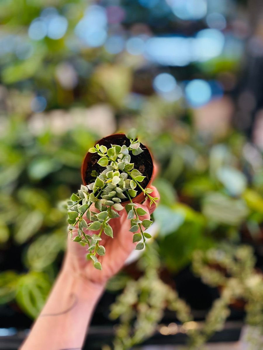 Dischidia Nummeraria Ruscofolia Variegata med små, varierte blader i grønne og kremfargede nyanser, gir et sjarmerende preg.