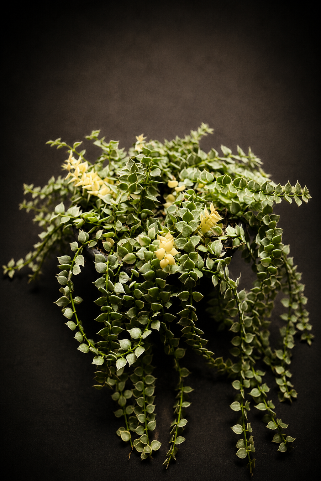 Dischidia Nummeraria Ruscofolia Variegata