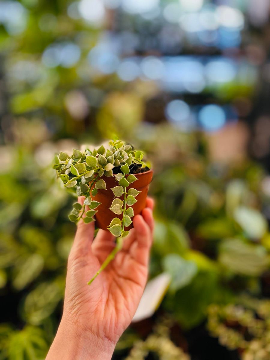 Dischidia Nummeraria Ruscofolia Variegata med små, varierte blader i grønne og kremfargede nyanser, gir et sjarmerende preg.