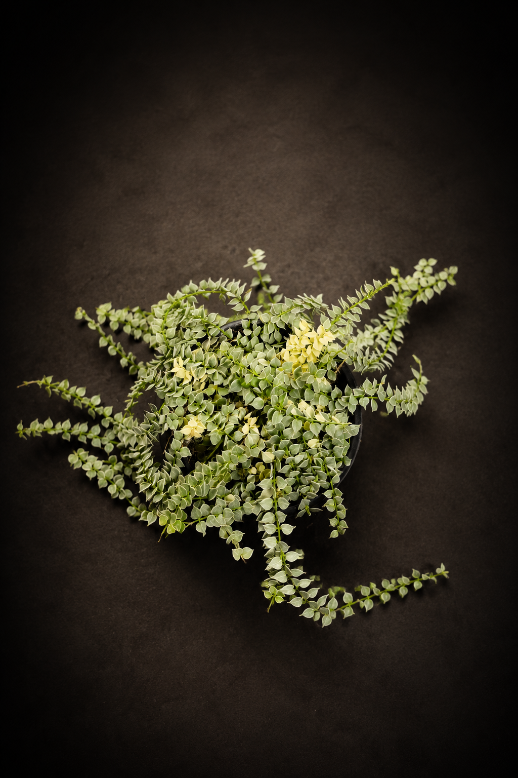 Dischidia Nummeraria Ruscofolia Variegata