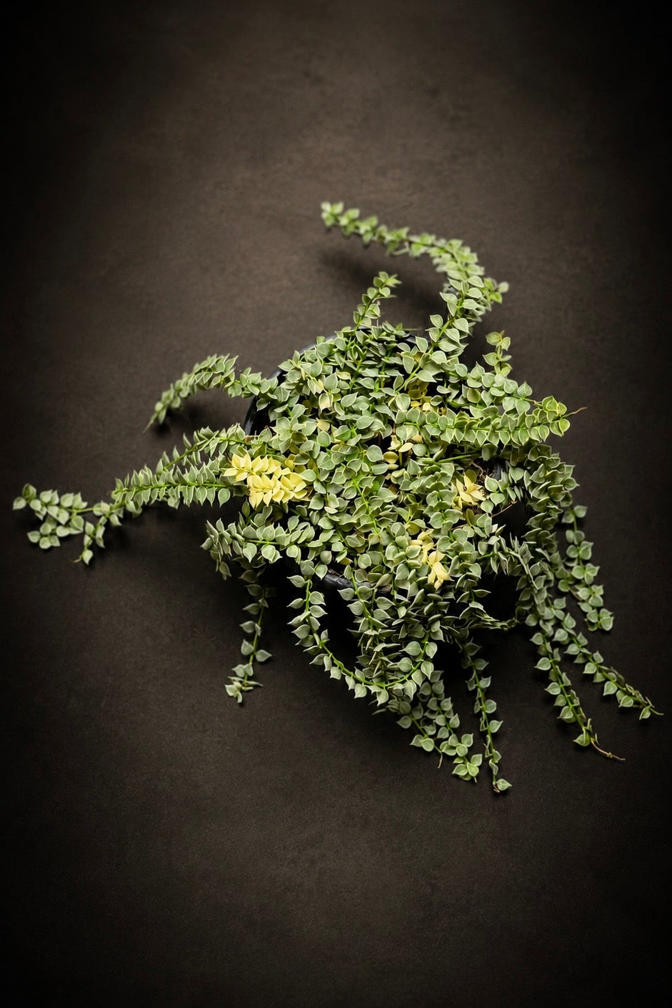 Dischidia Nummeraria Ruscofolia Variegata