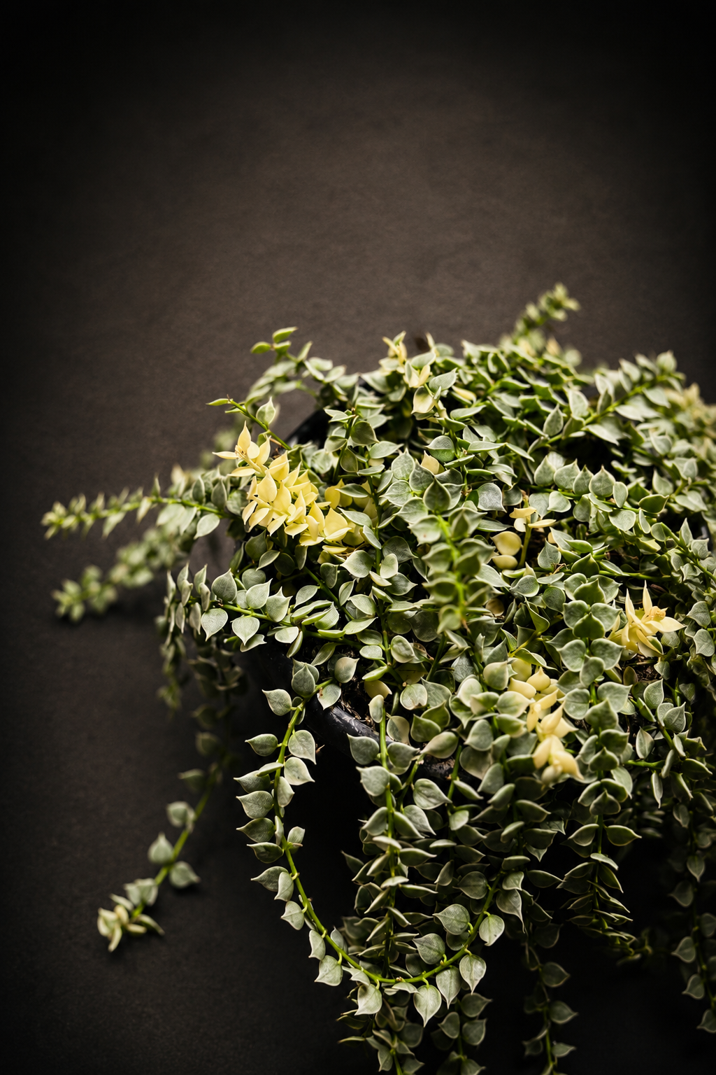 Dischidia Nummeraria Ruscofolia Variegata