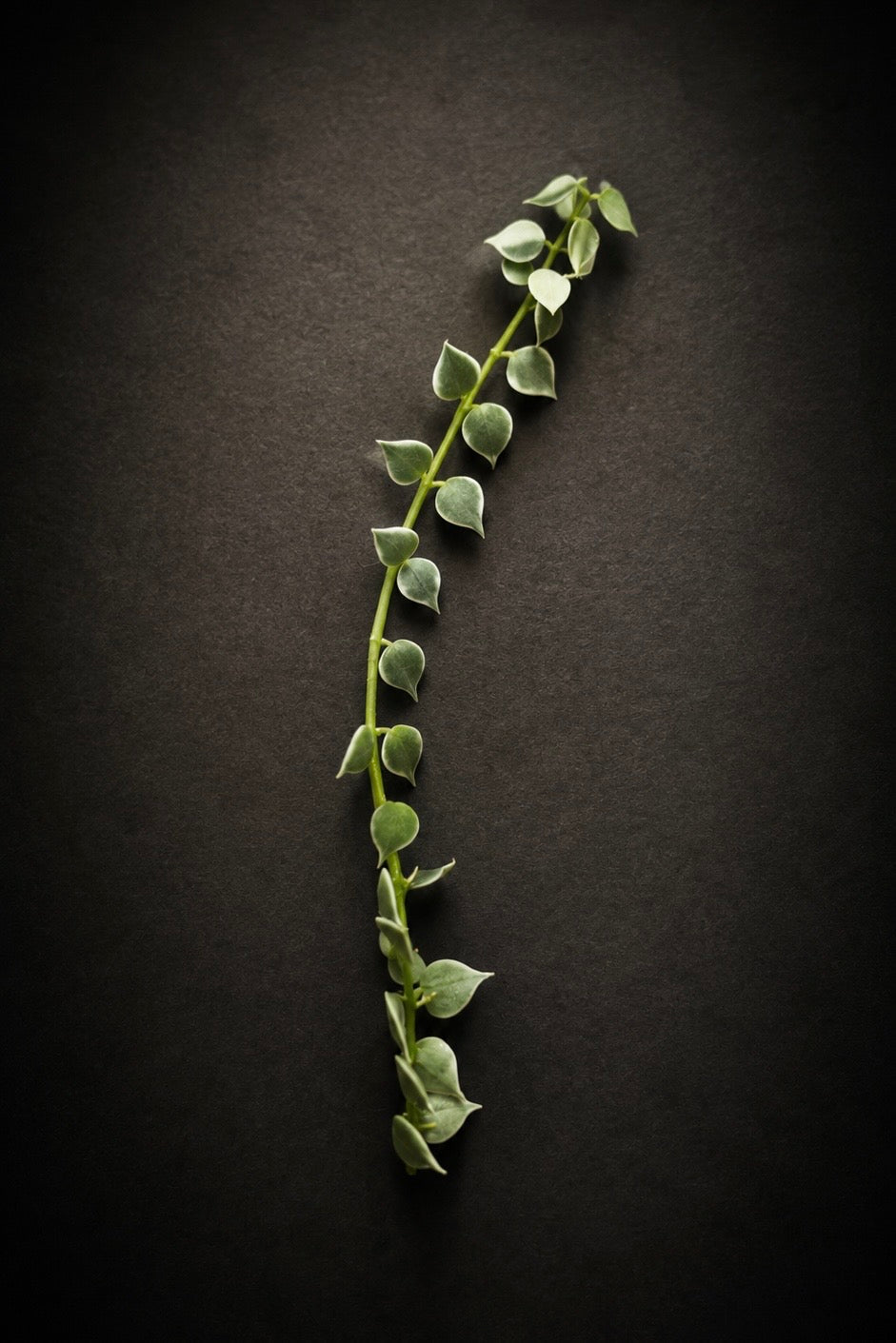 Dischidia Nummeraria Ruscofolia Variegata - stikling