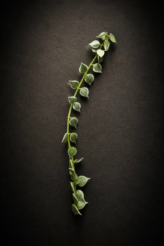 Dischidia Nummeraria Ruscofolia Variegata - stikling