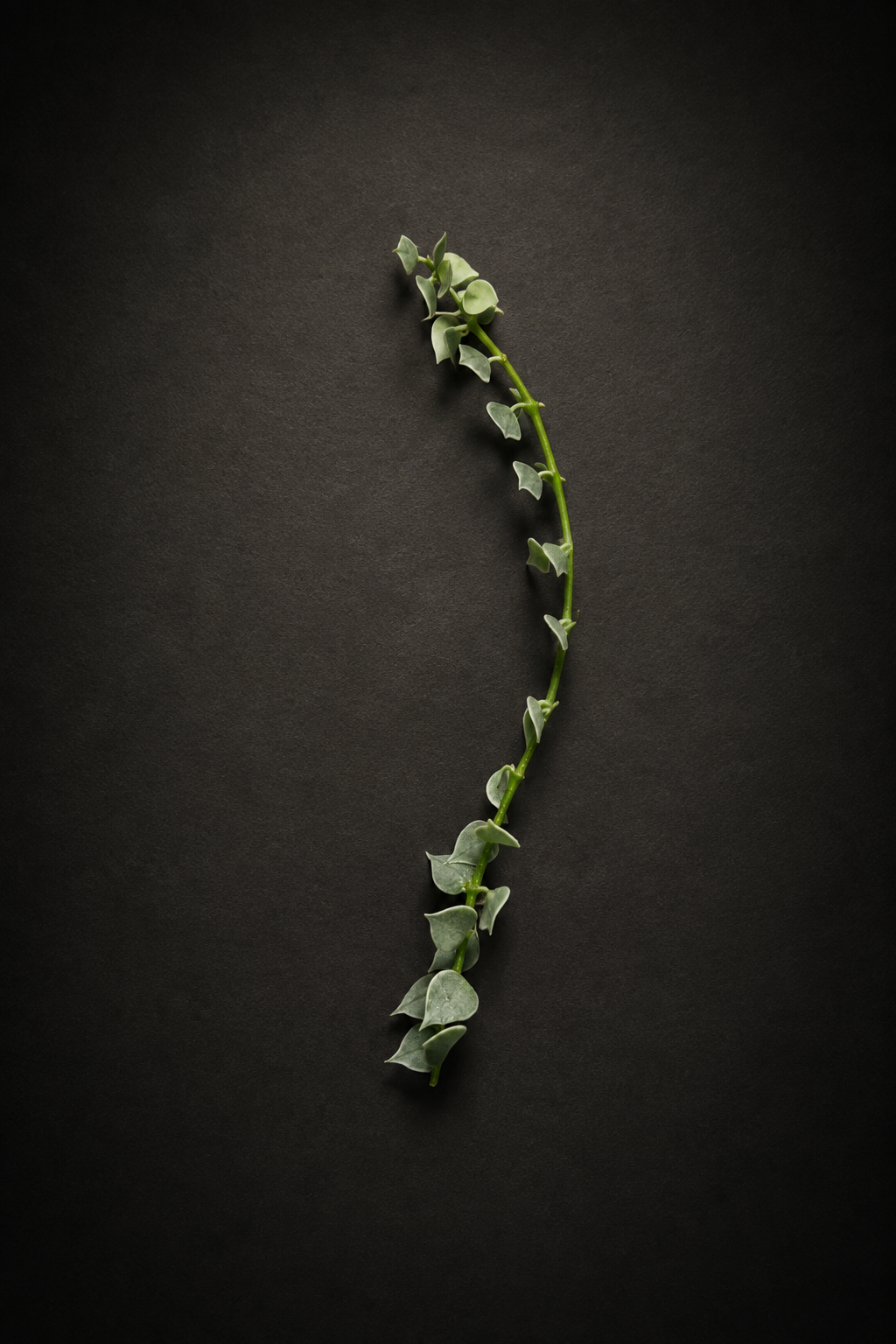 Dischidia Nummeraria Ruscofolia Variegata - stikling