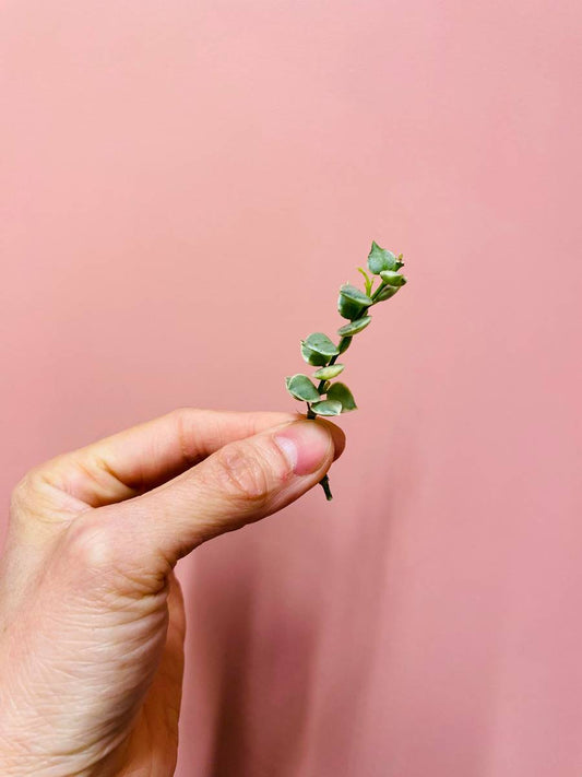 Dischidia Ruscifolia Variegata - Tropisk Variegert Stueplante