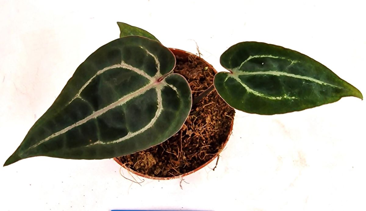 DocBlock Anthurium Crystallinum Select Color '56' X Michelle '1'

