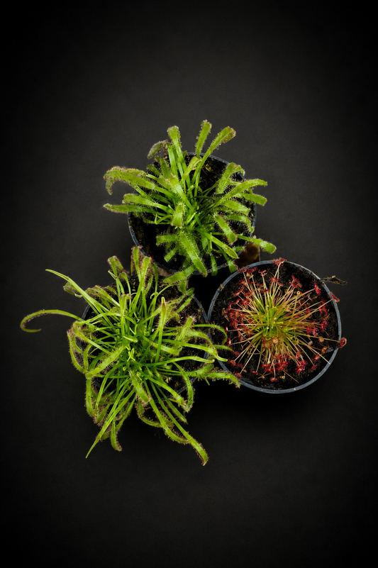Drosera