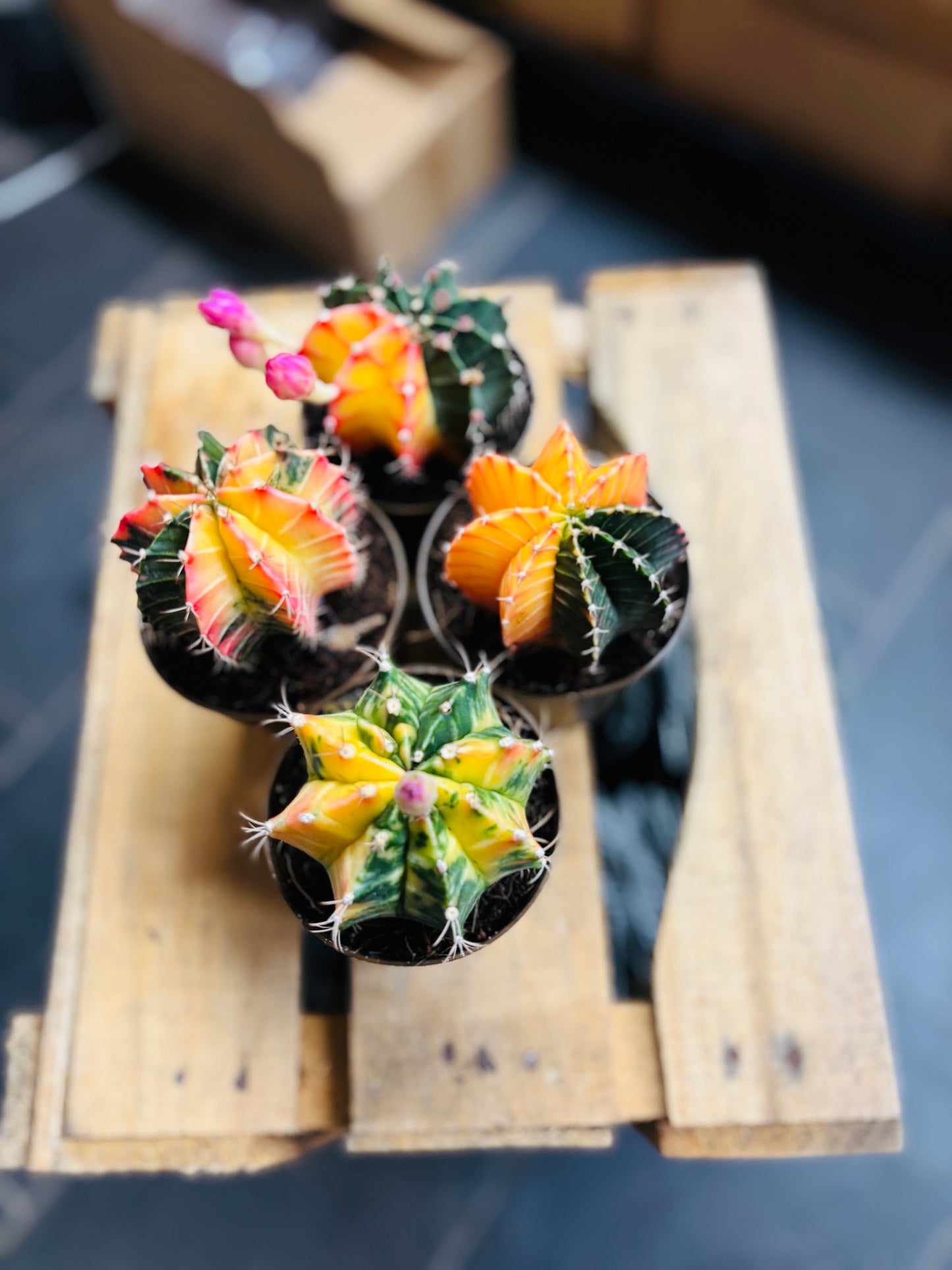 Gymnocalycium Mihanovichii Variegata