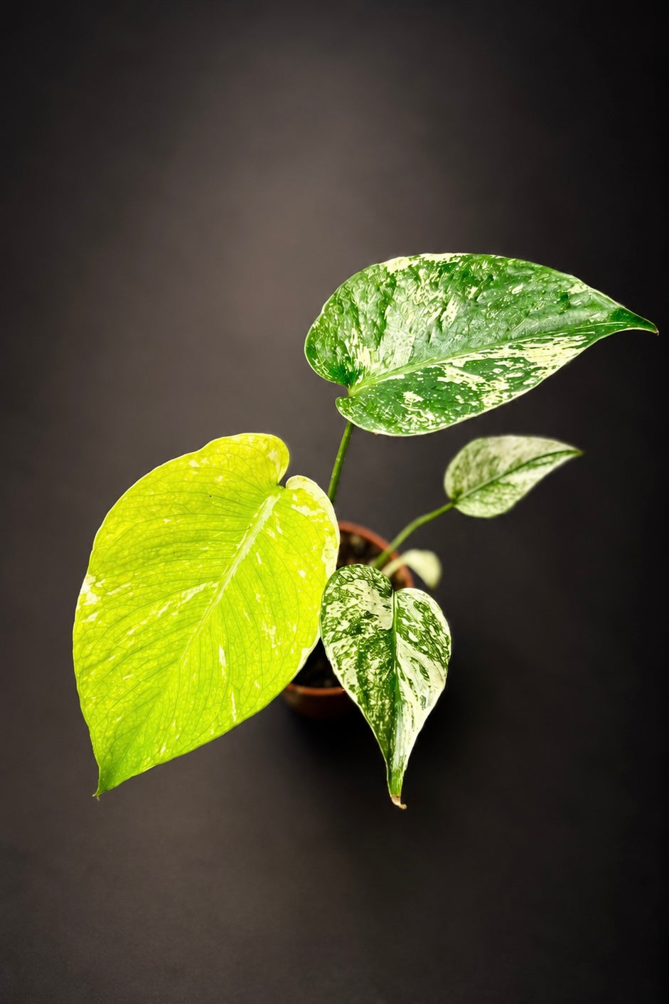 Monstera Mint
