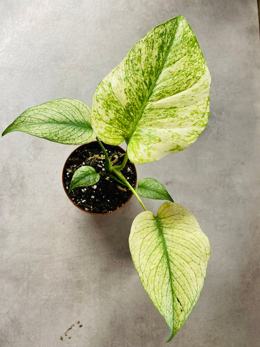 Monstera Mint