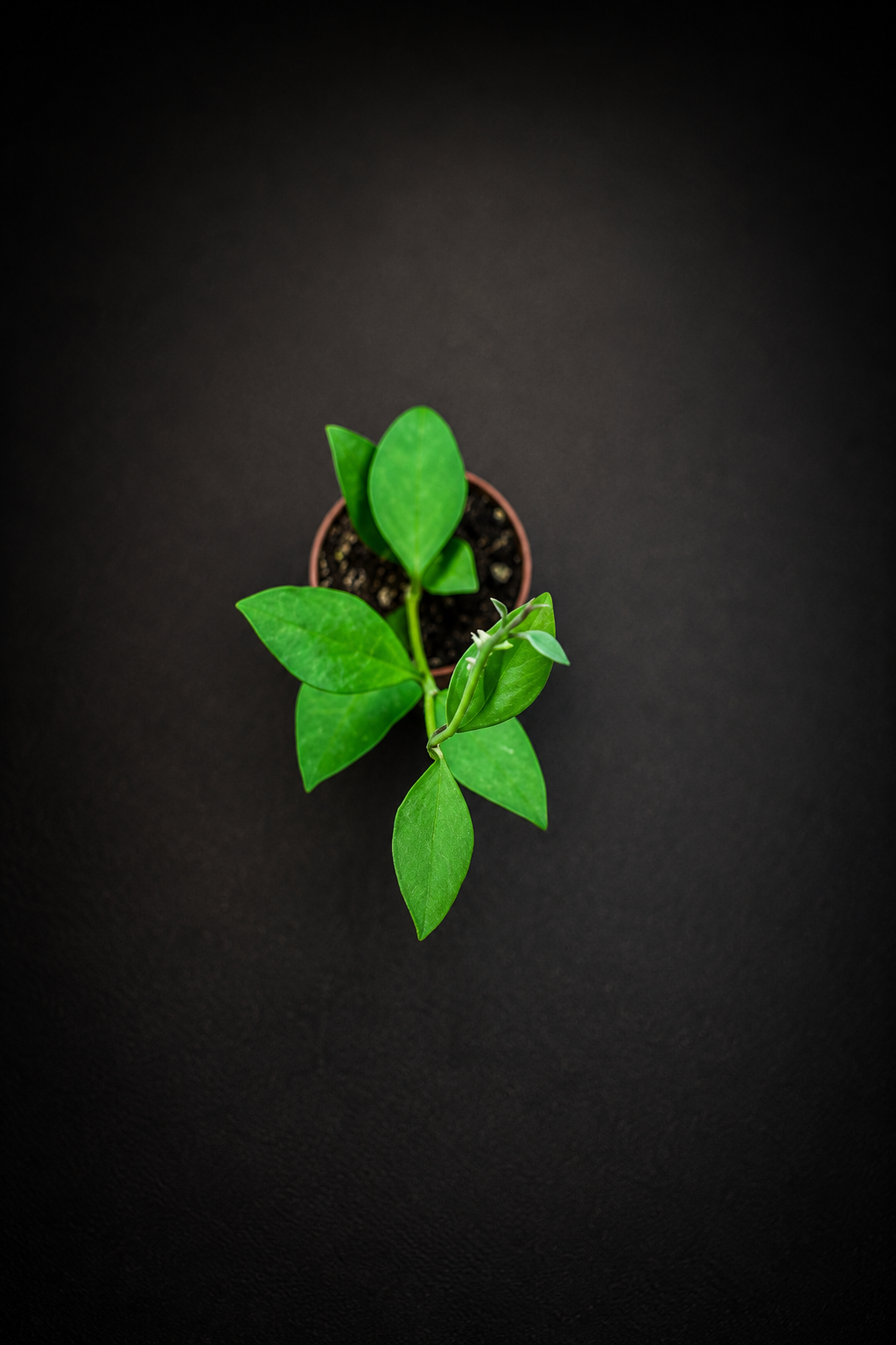 Hoya Nummularioides