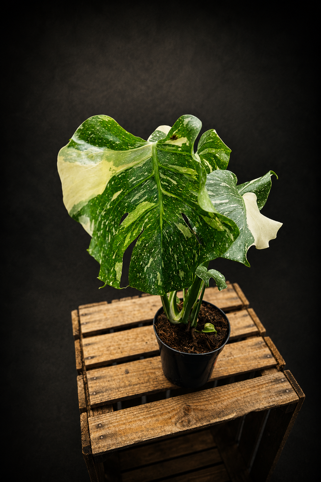 Monstera Thai Constellation - 7