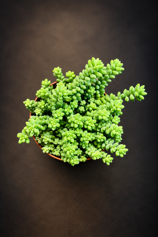 Sedum Burrito