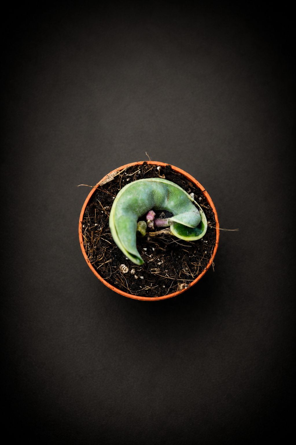 Hoya Carnosa Compacta Variegata
