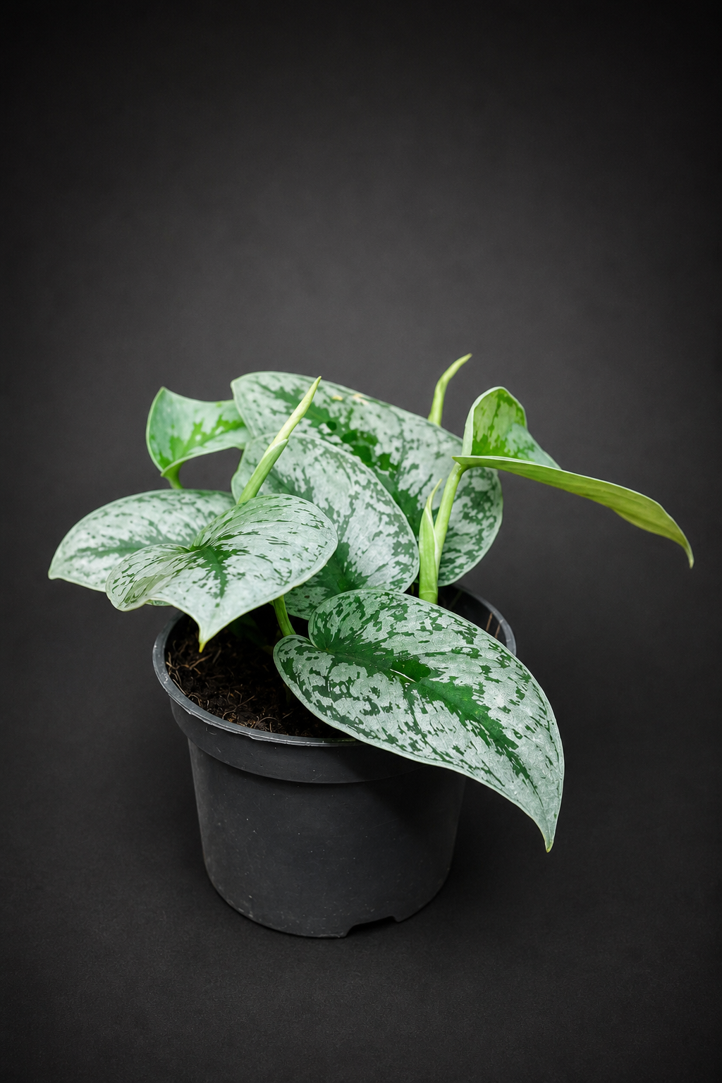Scindapsus Pictus Trebie