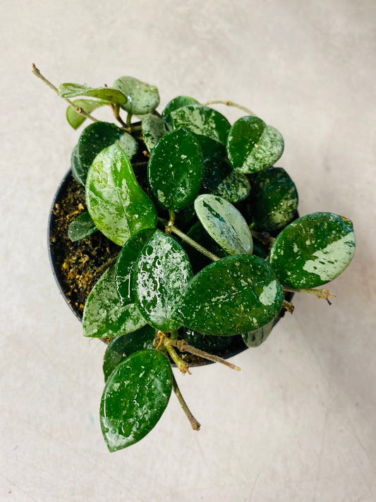 Hoya Mathilde Splash
