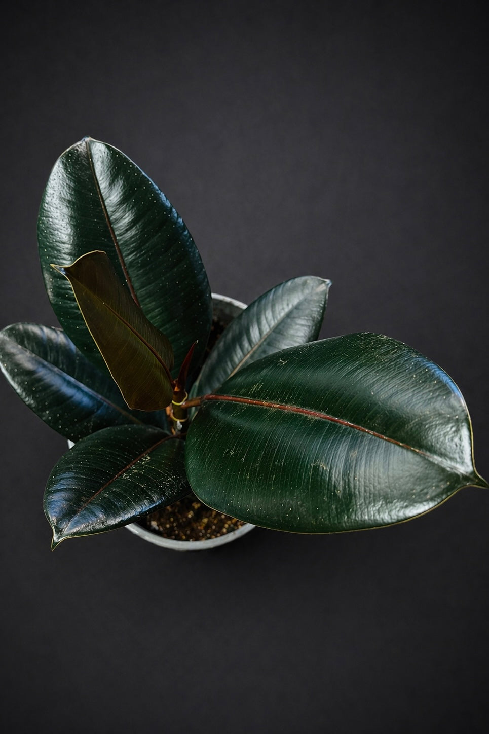 Ficus Elastica Abidjan