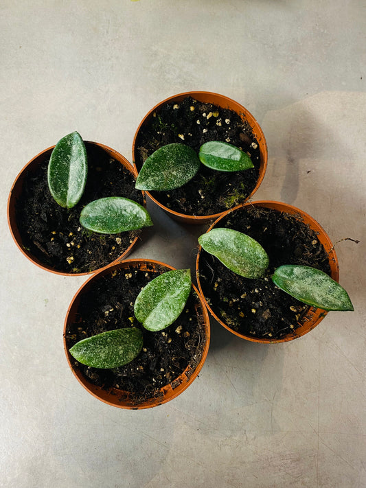 Hoya Grey Ghost