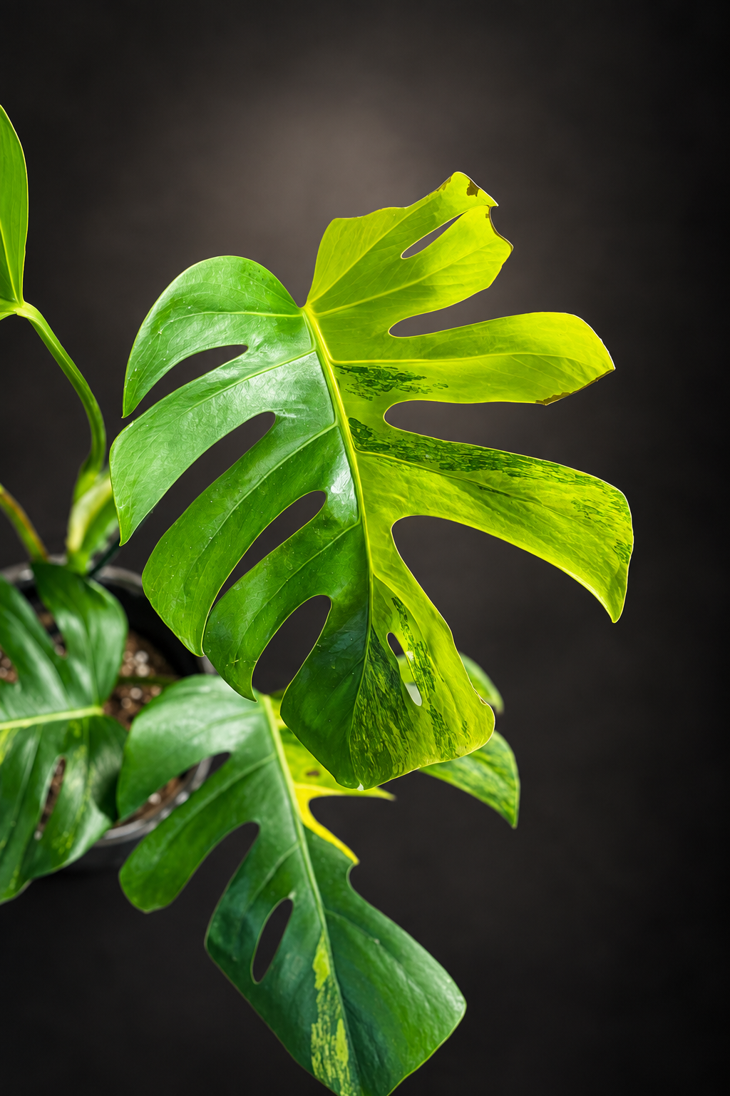 Monstera Aurea Variegata - 2