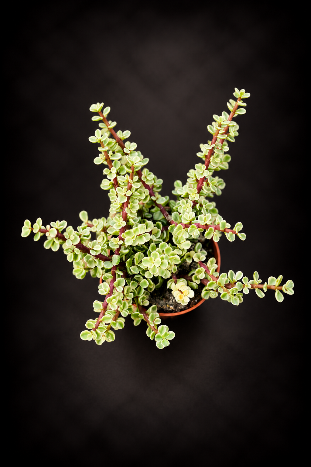 Portulacaria Afra Variegata