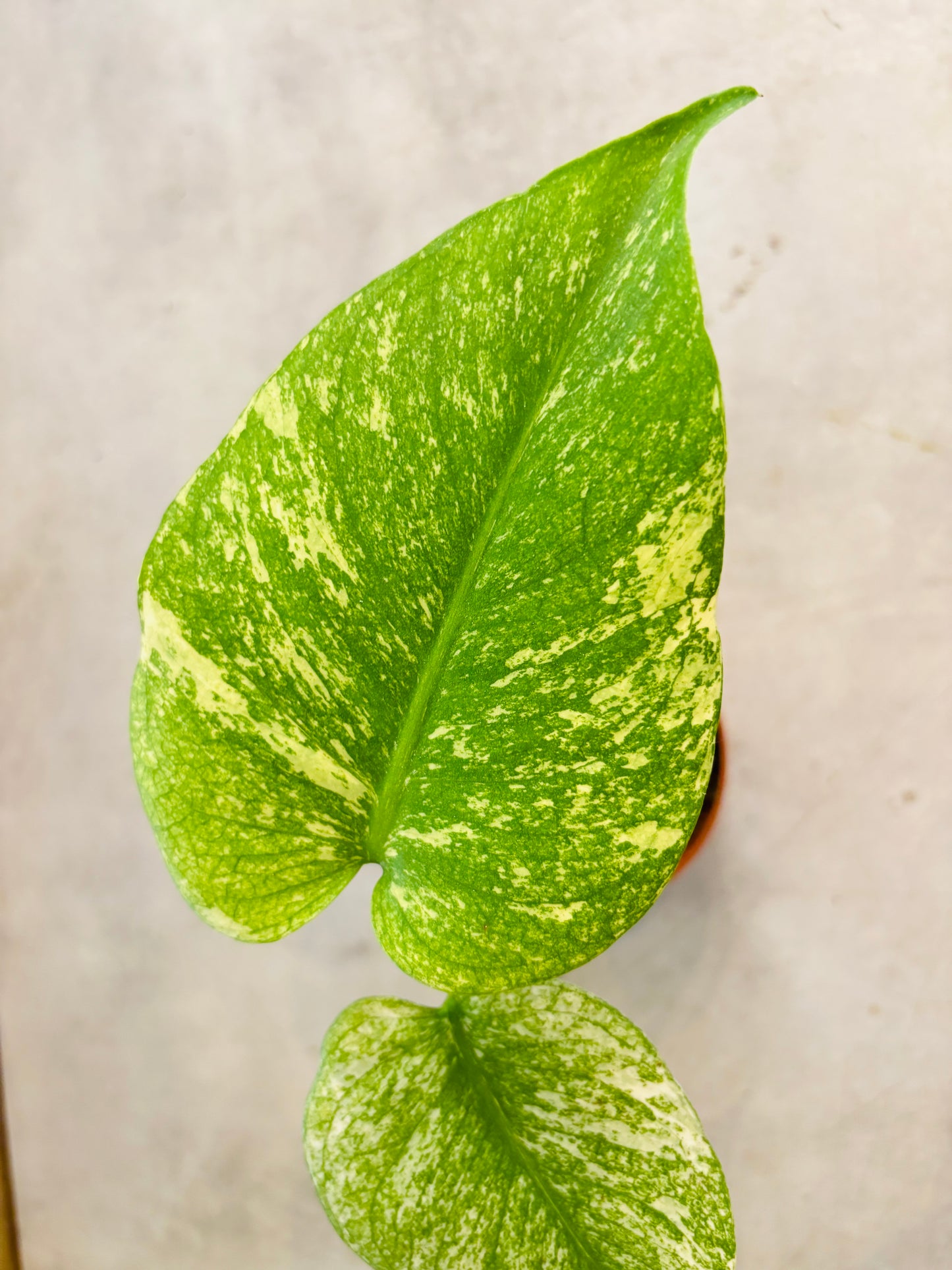 Monstera Mint - 6