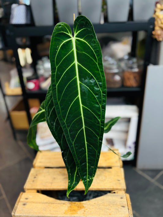 Anthurium Warocqueanum - 12 cm potte