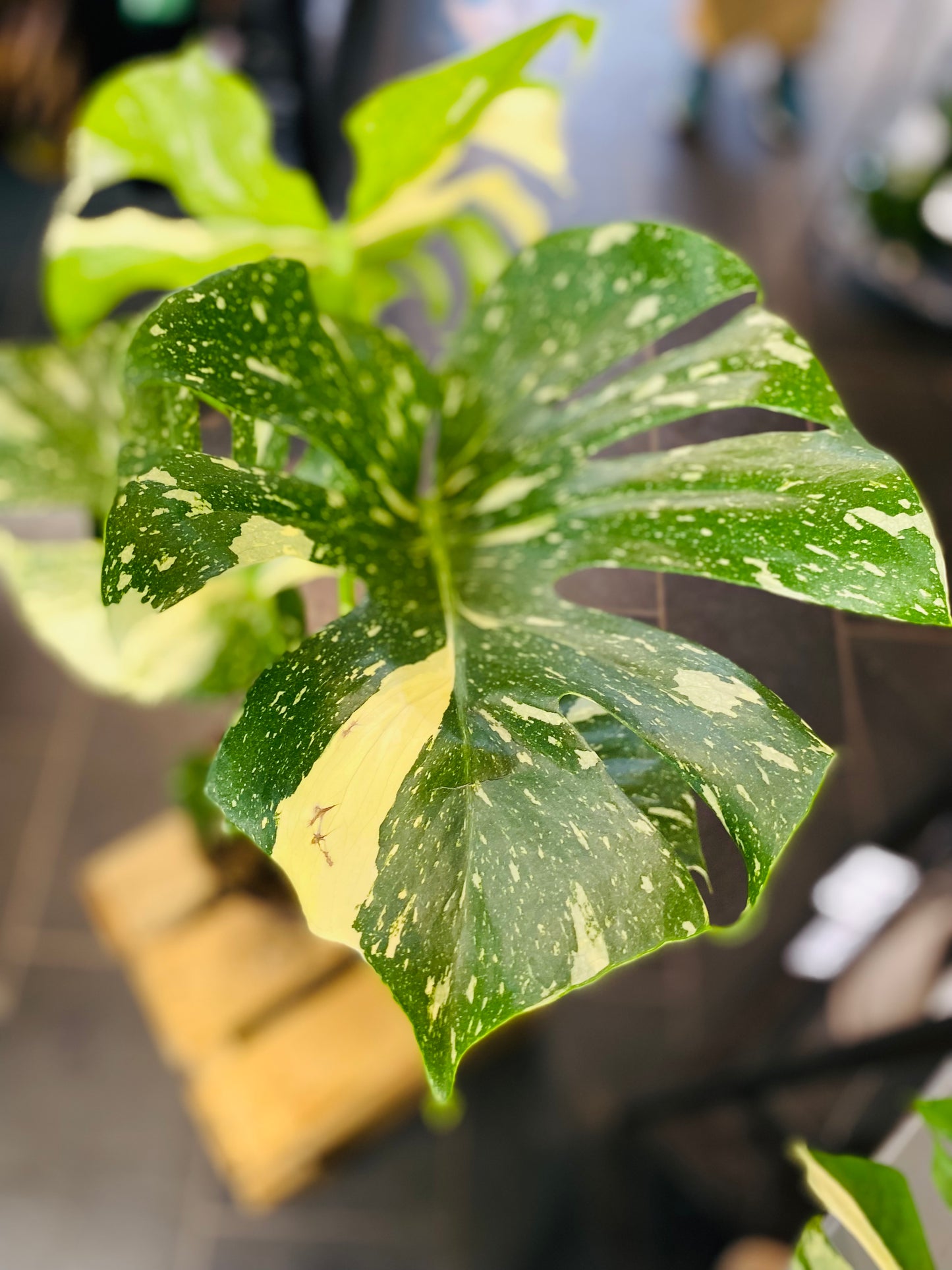 Monstera Thai Constellation - 50 cm høy - 3