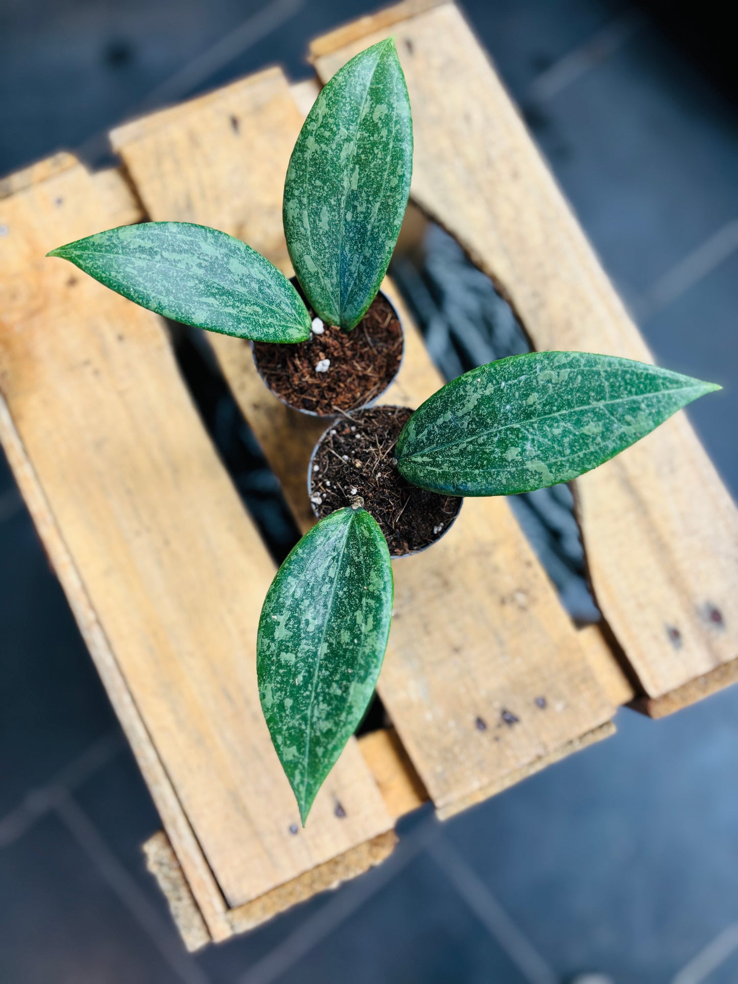 Hoya Wibergiae - 5 cm potte