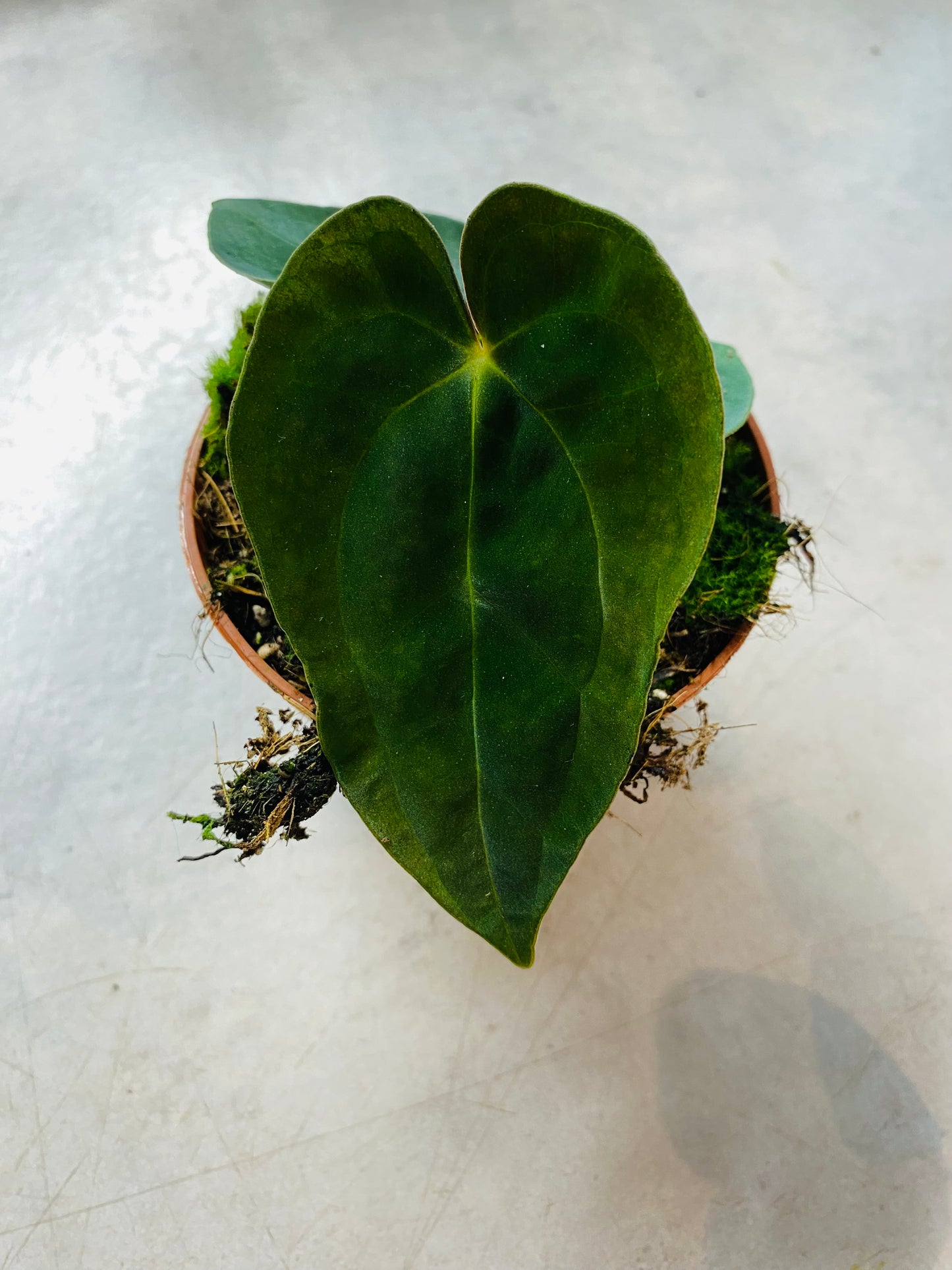 Anthurium Papillilaminum