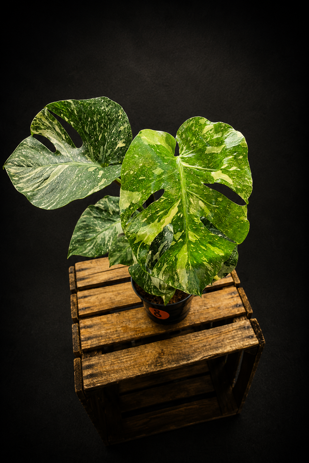 Monstera Thai Constellation - 8