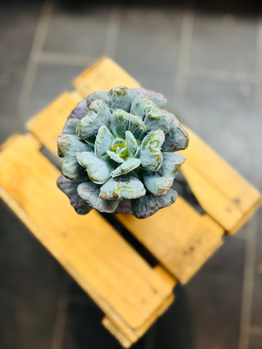 Echeveria Heart's Delight