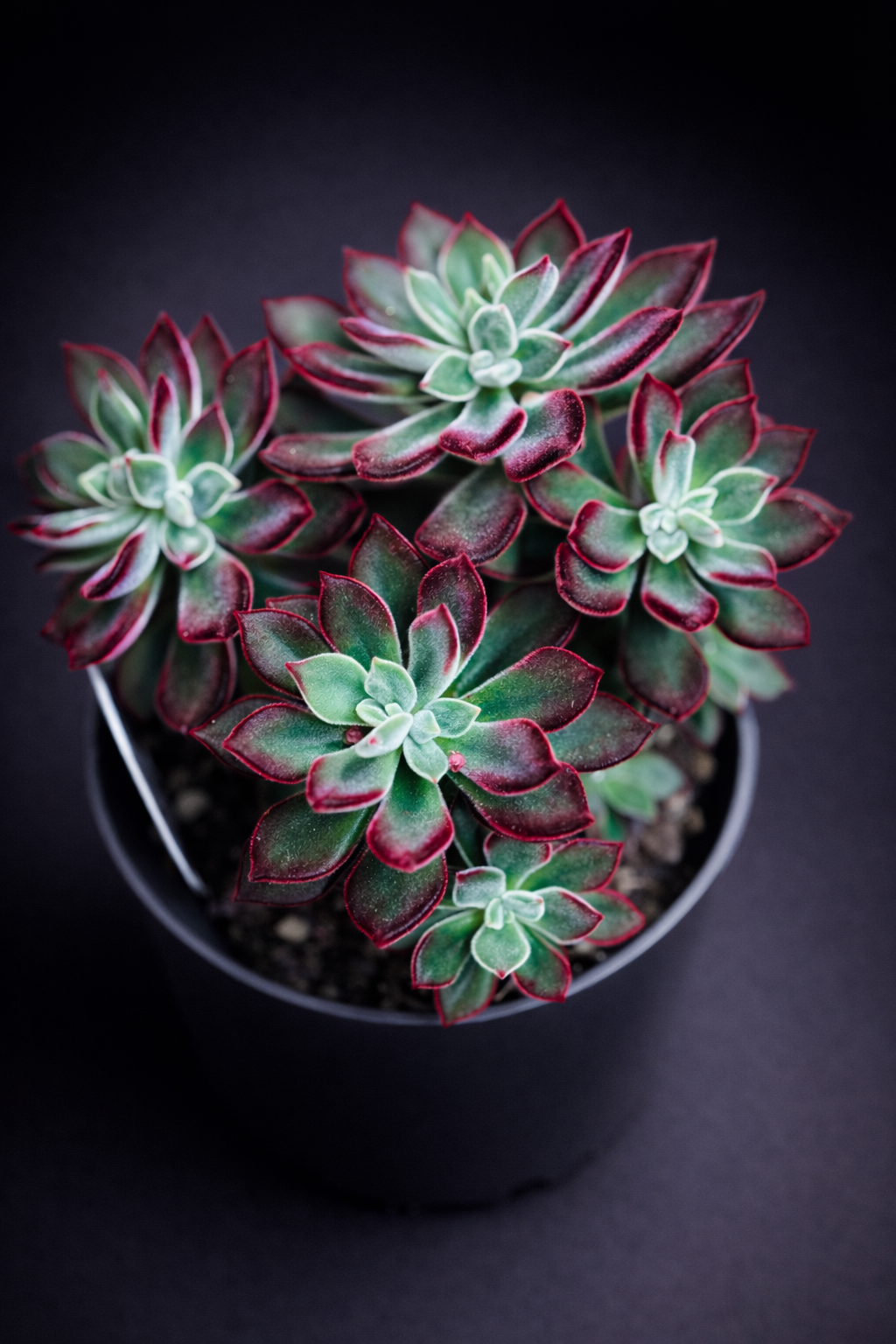 Echeveria Pulvinata Devotion