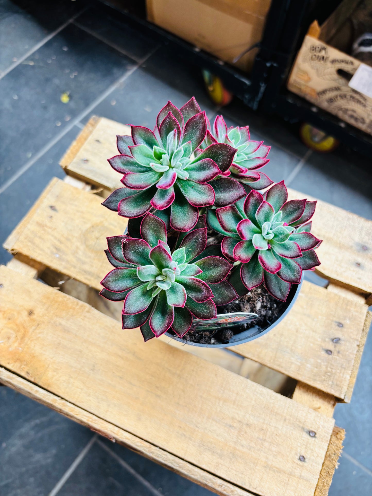 Echeveria Pulvinata Devotion