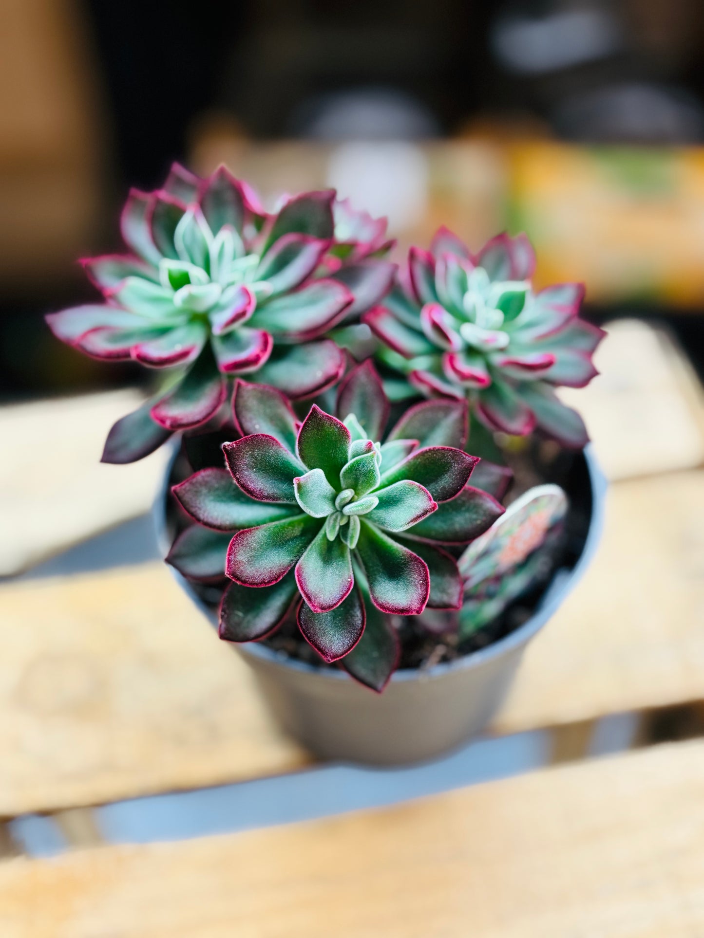 Echeveria Pulvinata Devotion