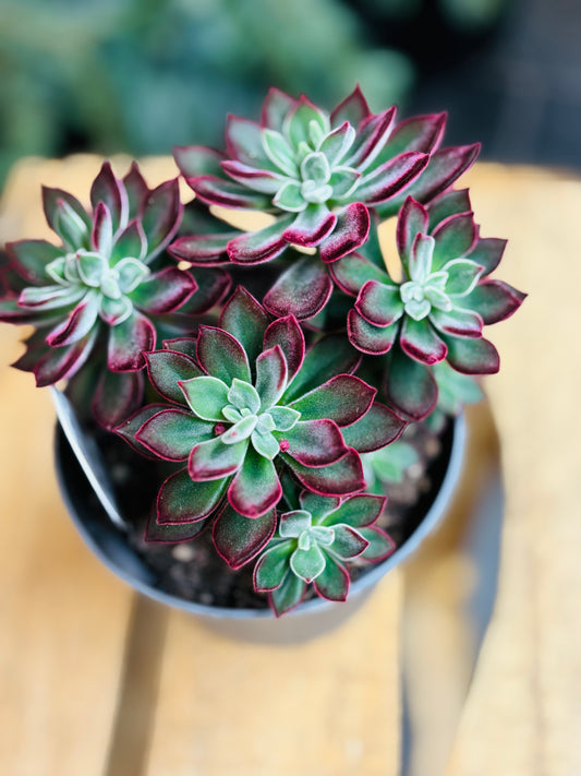 Echeveria Pulvinata Devotion