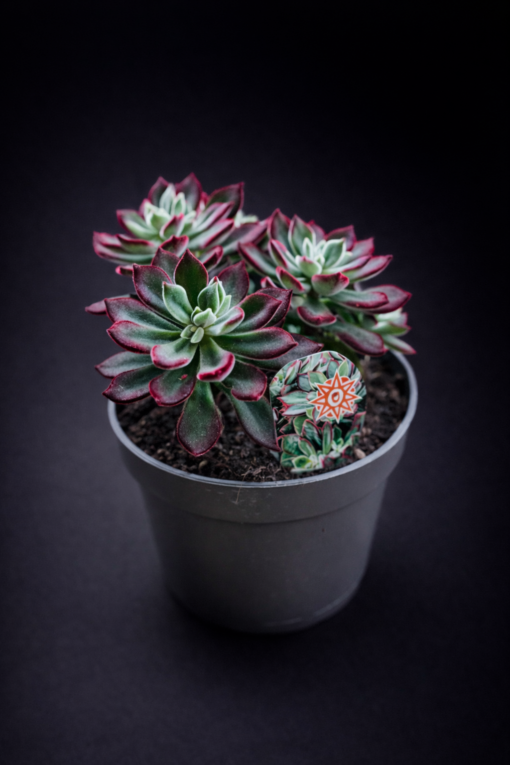 Echeveria Pulvinata Devotion