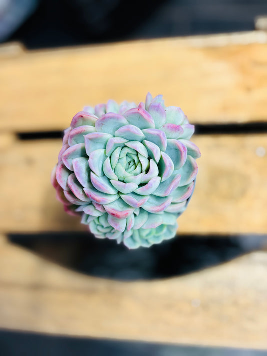 Echeveria Elegans