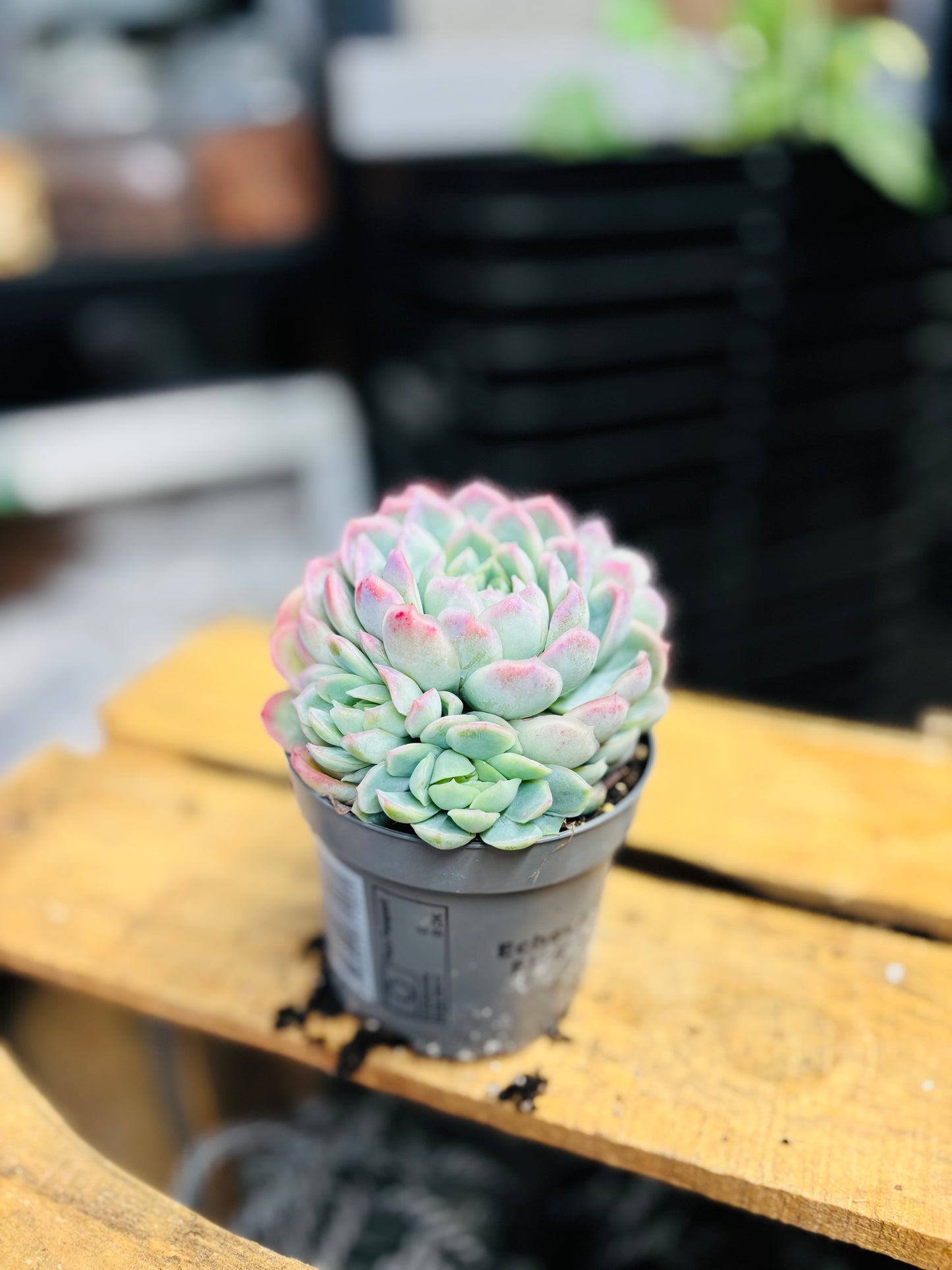 Echeveria Elegans