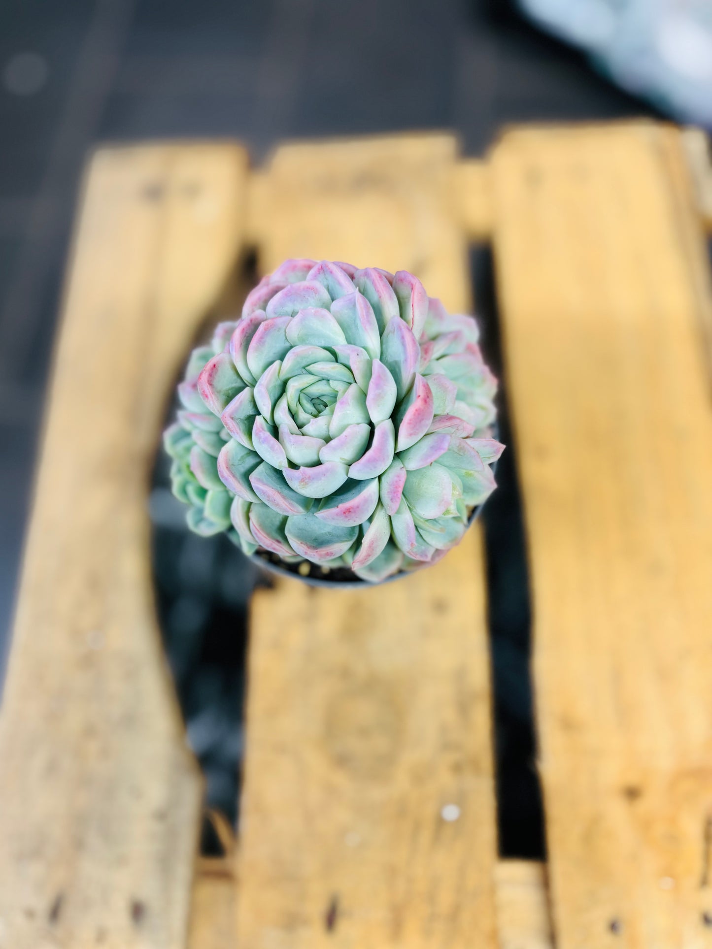 Echeveria Elegans