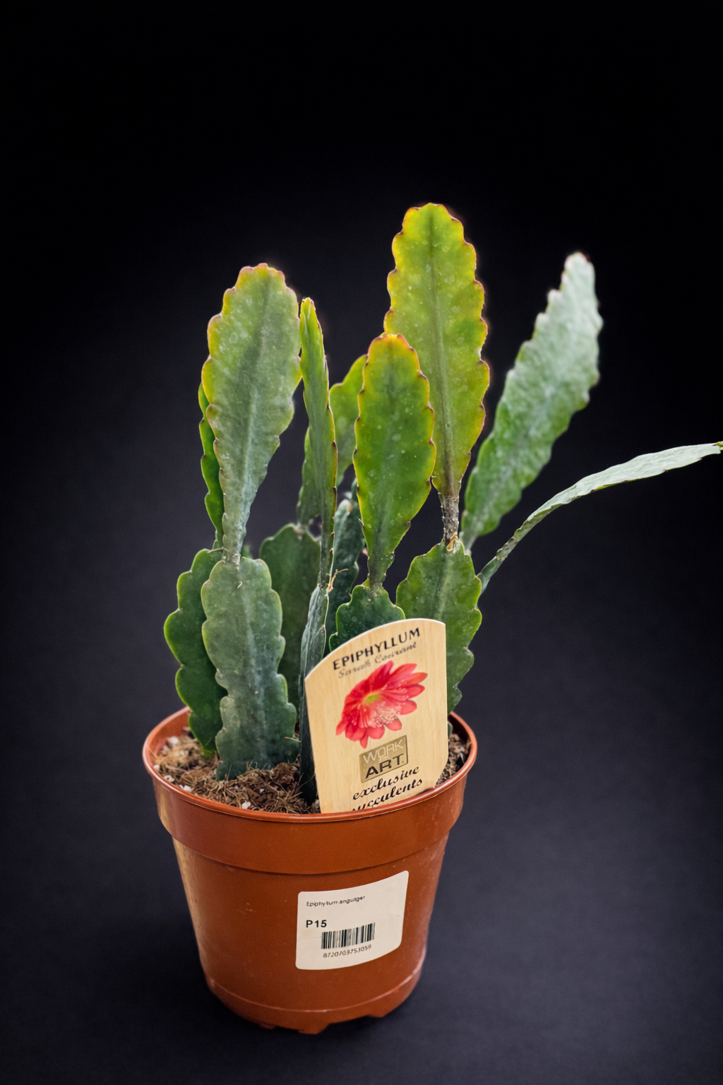 Epiphyllum Sarah Courant