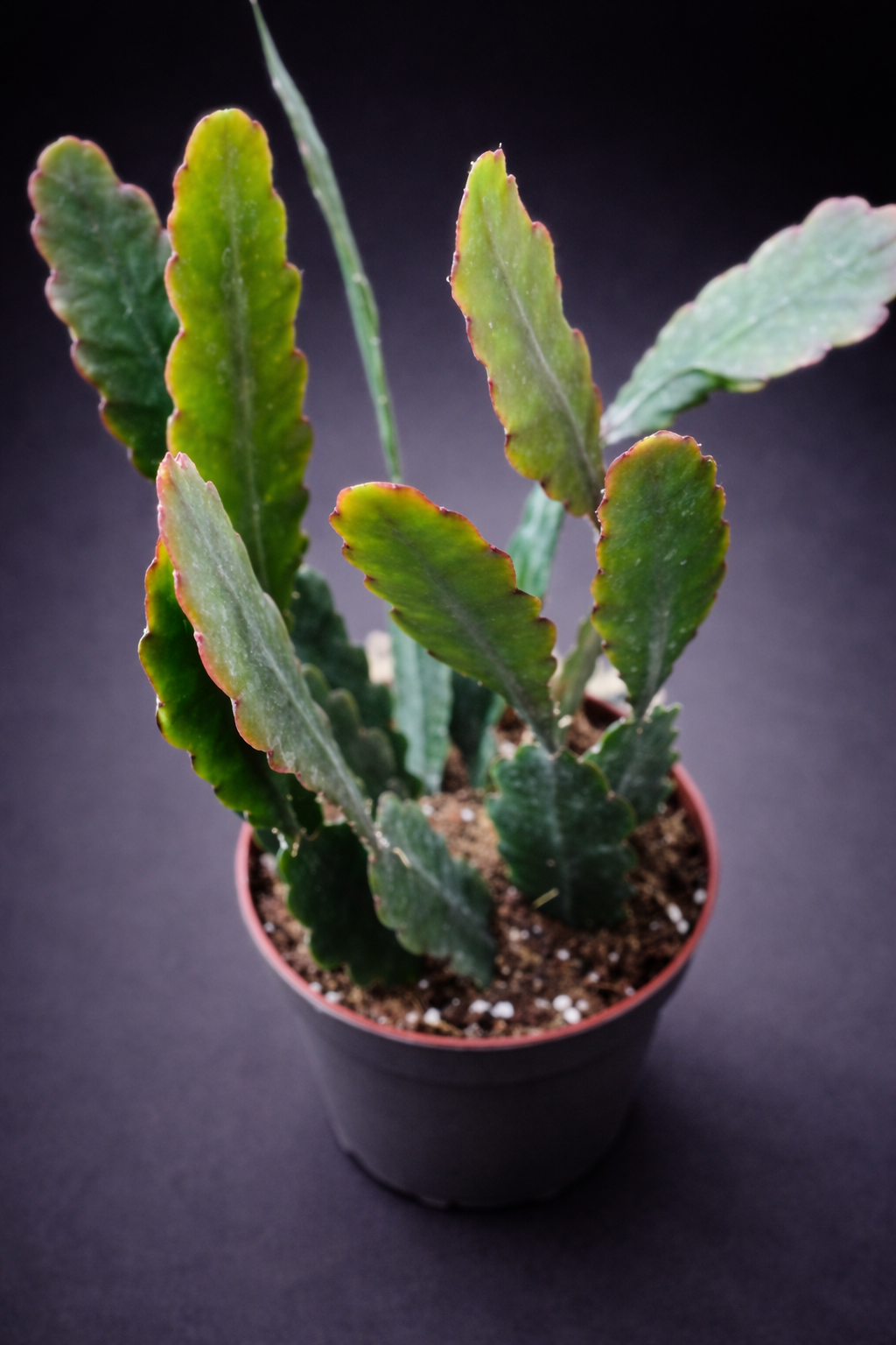 Epiphyllum Sarah Courant