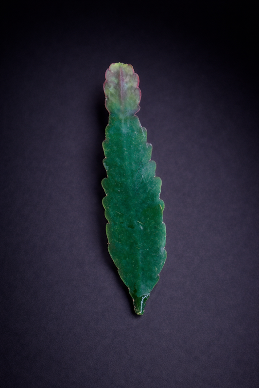 Epiphyllum Sarah Courant - Stikling