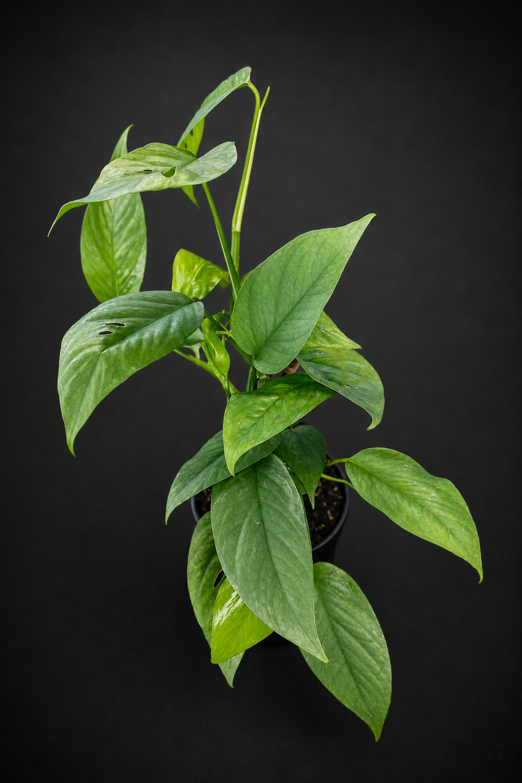 Epipremnum Cebu Blue