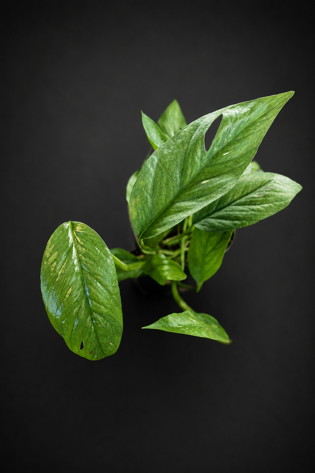 Epipremnum Cebu Blue