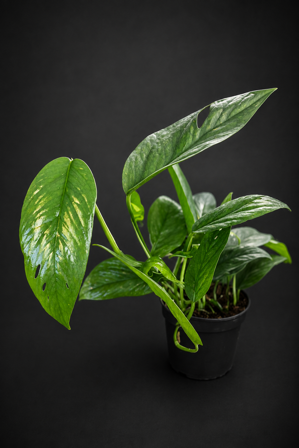 Epipremnum Cebu Blue