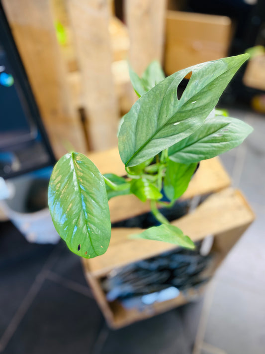 Epipremnum Cebu Blue