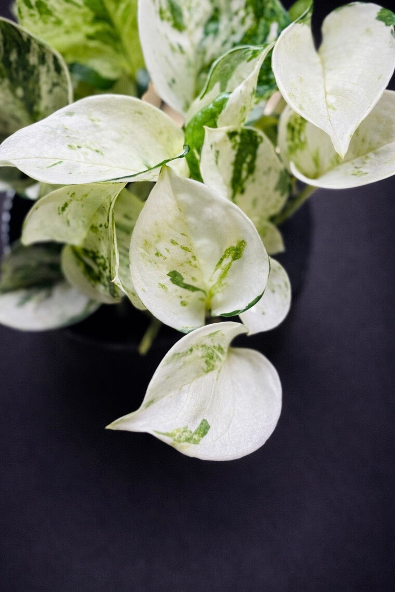 Epipremnum Happy Leaf